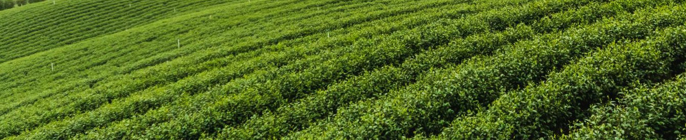 Leo United Industries India Private Limited